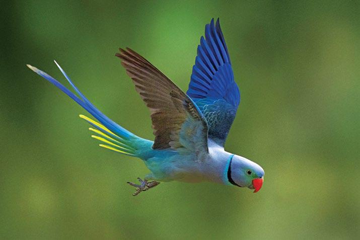 Technological Advances for Capturing Birds in Flight